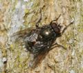 Dasyphora albofasciata